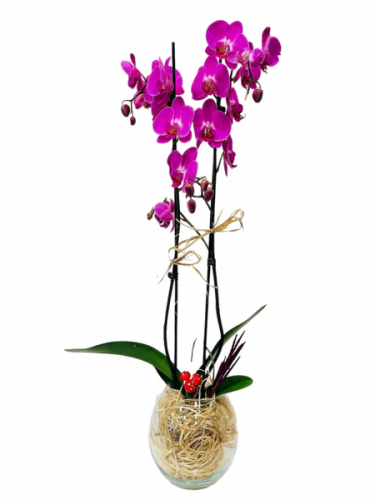 Cam Fanusta Pembe Orkide