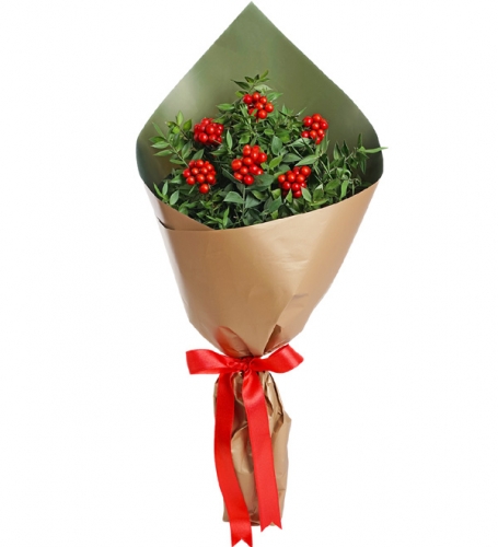 KOKİNA YILBAŞI ÇİÇEĞİ