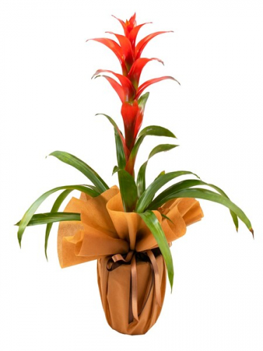 Guzmania Saksı Çiçeği