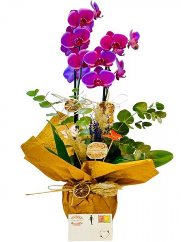 Çift Dal Mor Orkide