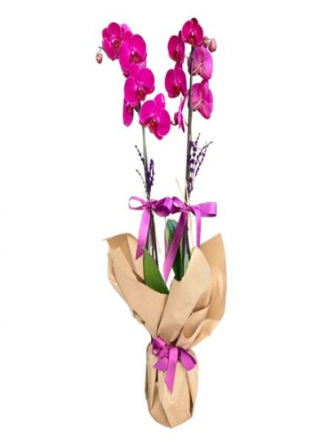 Mor Orkide