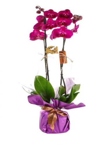 Mor Orkide