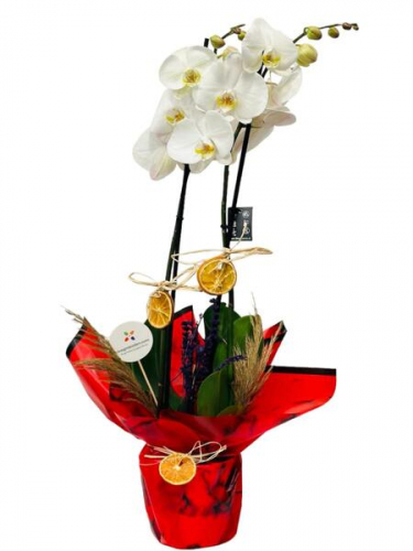 Kırmızı Kağıtta Beyaz Orkideler
