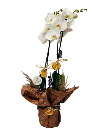 Çift Dal Beyaz Orkide