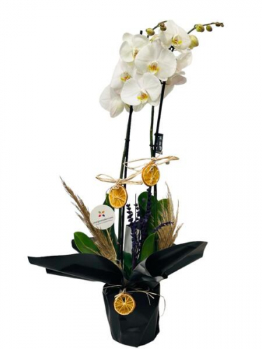 Çift Dal Beyaz Orkide
