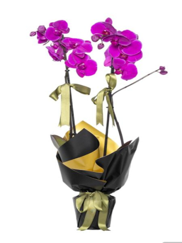 2 Dal Mor Orkide